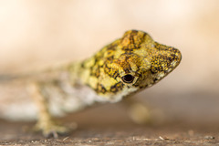 Anolis ortonii