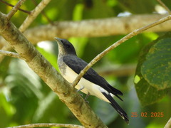 Pied Cuckooshrike photo 3