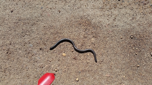 Rotund Blind Snake