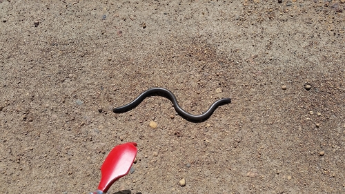 Rotund Blind Snake
