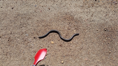 Rotund Blind Snake