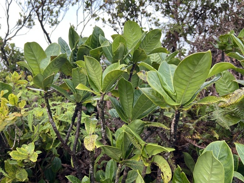 Psychotria wawrae observed 2025-03-18