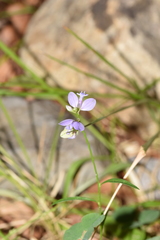 Polygala calcarea