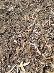 Wallaby Grass (Rytidosperma racemosum)