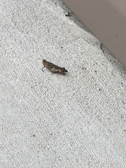 Chortophaga australior