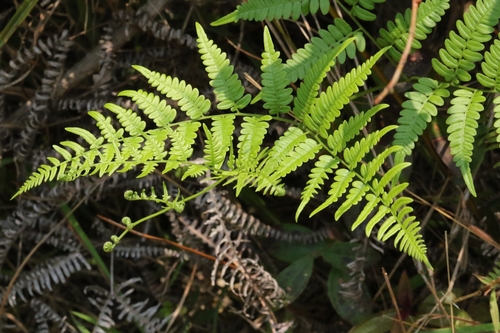Image of Pteridium latiusculum by no rights reserved