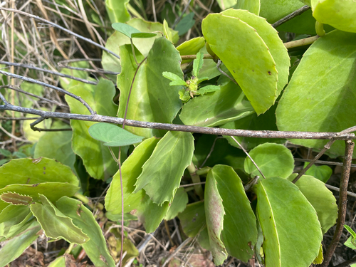 Cissus discolor observed 2025-03-18
