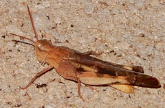 Arphia simplex