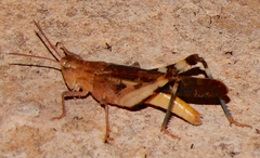 Arphia simplex