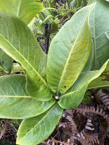 Psychotria wawrae observed 2025-03-18