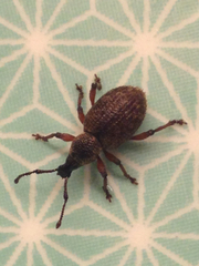 Otiorhynchus singularis