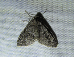Cladara limitaria