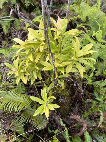 Myrsine kauaiensis observed 2025-03-18