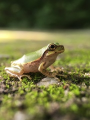 Hyla japonica