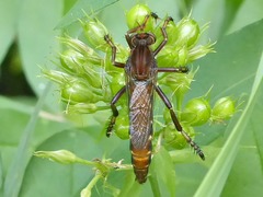 Diogmites basalis