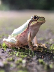 Hyla japonica