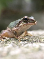 Hyla japonica