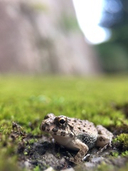 Fejervarya kawamurai