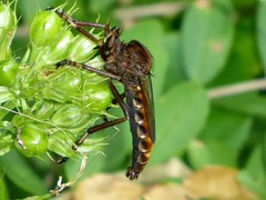 Diogmites basalis