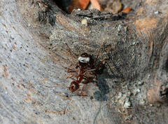 Formica francoeuri
