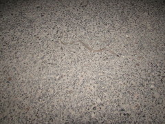 Tantilla hobartsmithi