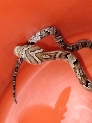 Sinaloan Lyresnake