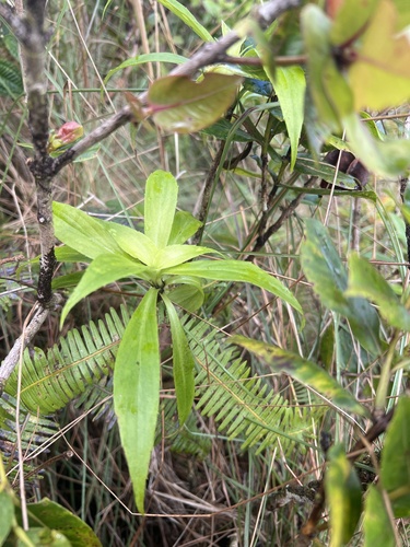 Dubautia knudsenii observed 2025-03-18