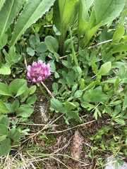 Trifolium parryi