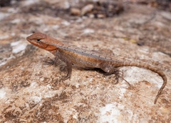Yellow-Spotted Spiny Lizard photo 1