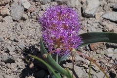 Allium platycaule