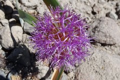 Allium platycaule