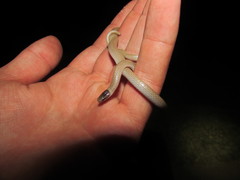 Tantilla hobartsmithi