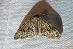 Cladara limitaria