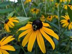 Bombus
