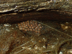 Abedus indentatus