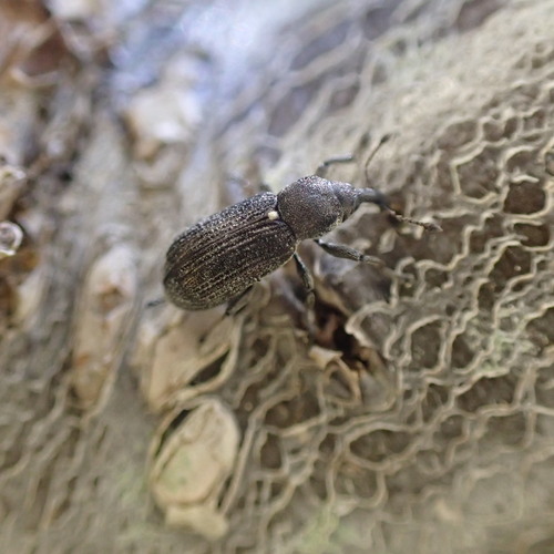 Magdalis gracilis