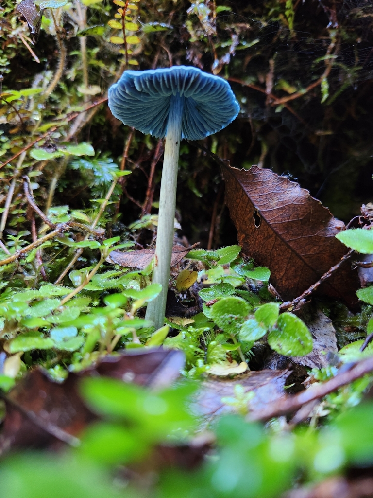 Entoloma hochstetteri · March 2025 · photo: © archie_tarn (iNaturalist, cc-by)