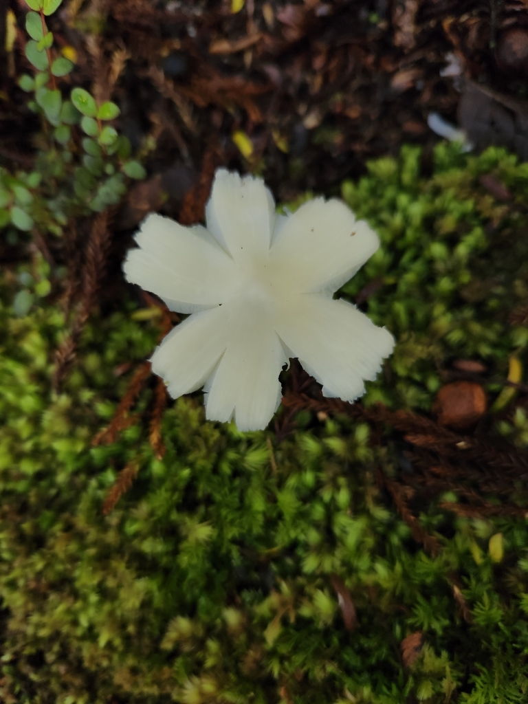Humidicutis mavis · March 2025 · photo: © archie_tarn (iNaturalist, cc-by)