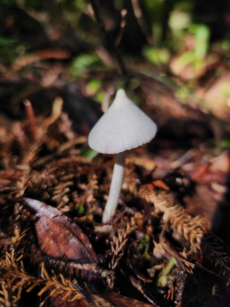 Entoloma canoconicum · March 2025 · photo: © archie_tarn (iNaturalist, cc-by)