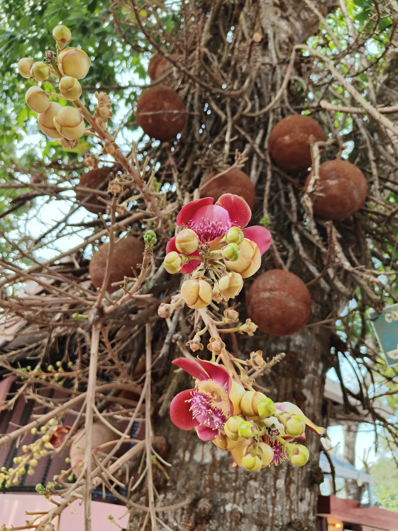 Imagem de Abricó-de-macaco