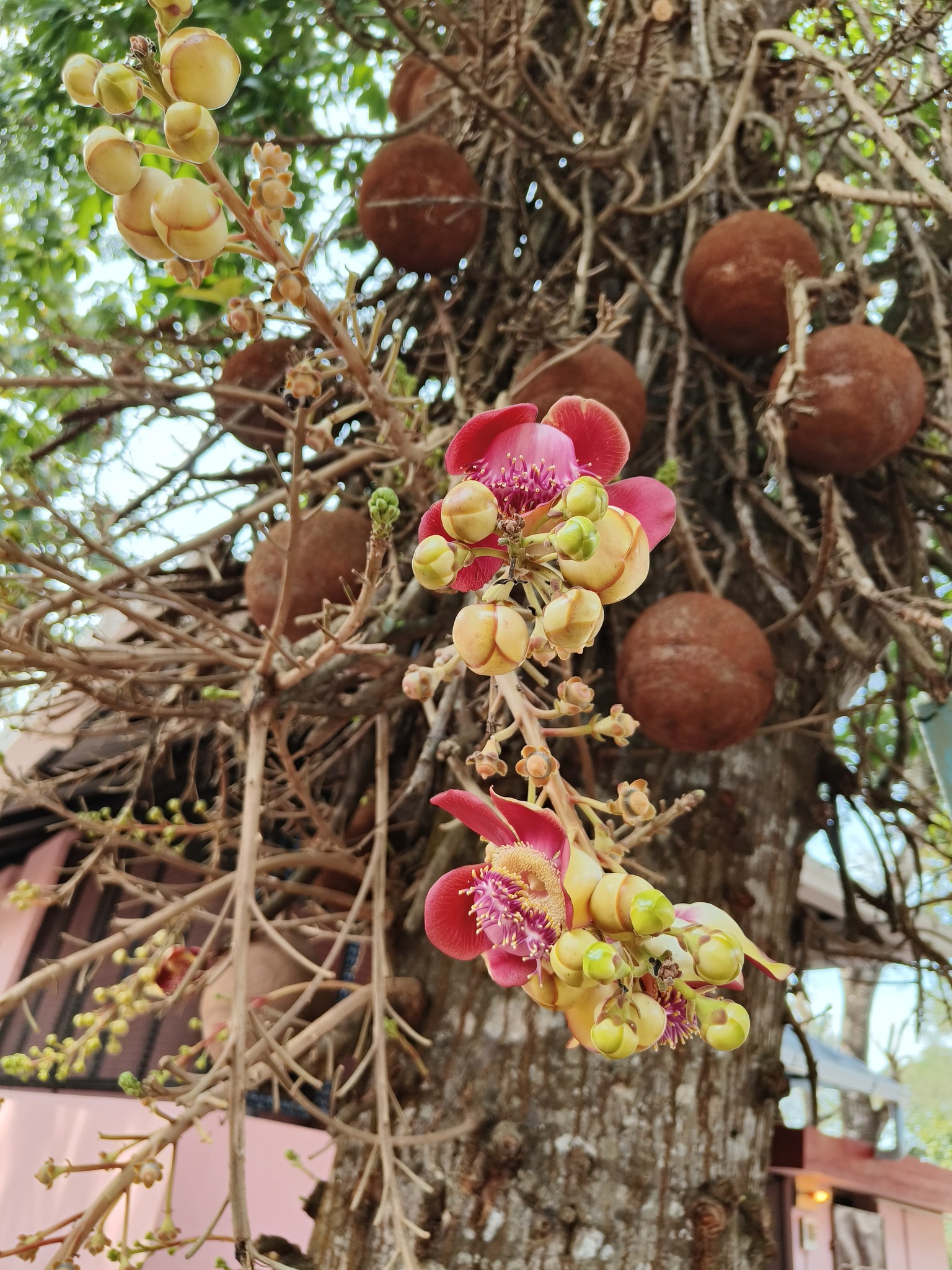 Imagem de Abricó-de-macaco