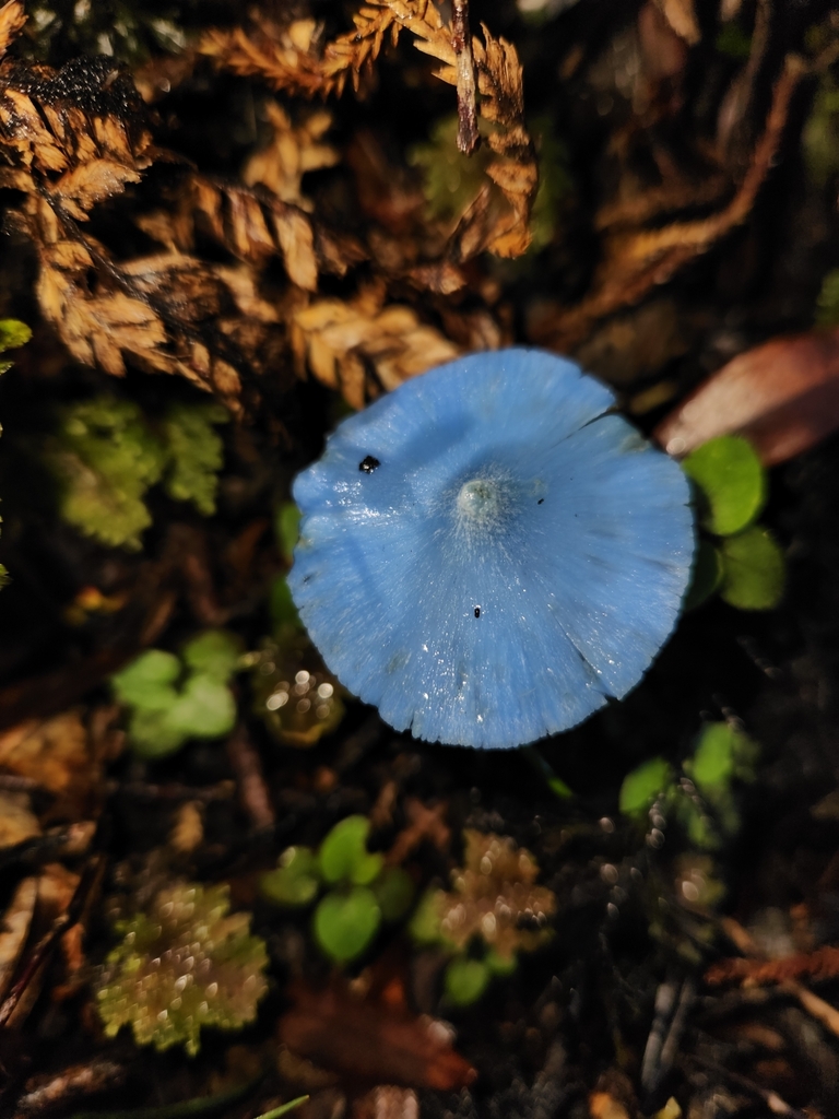 Entoloma hochstetteri · March 2025 · photo: © archie_tarn (iNaturalist, cc-by)