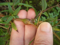 Procecidochares alani