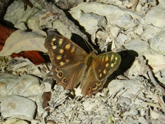 Pararge aegeria tircis