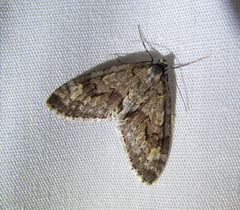 Cladara limitaria