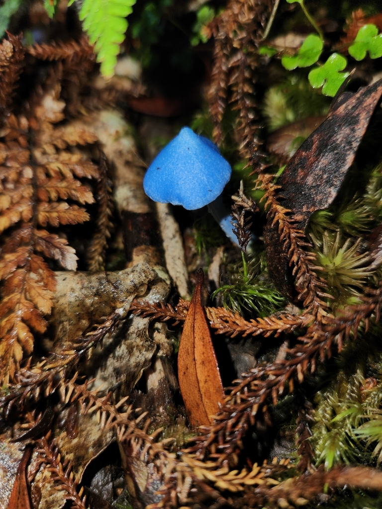 Entoloma hochstetteri · March 2025 · photo: © archie_tarn (iNaturalist, cc-by)