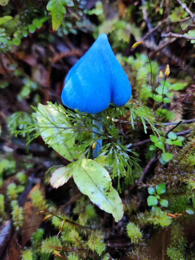 Entoloma hochstetteri · March 2025 · photo: © archie_tarn (iNaturalist, cc-by)