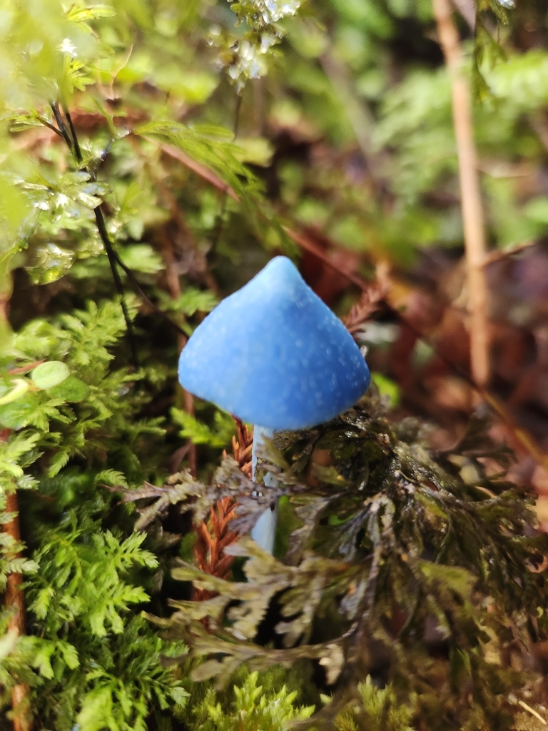 Entoloma hochstetteri · March 2025 · photo: © archie_tarn (iNaturalist, cc-by)