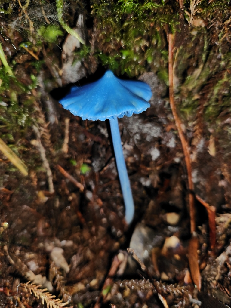 Entoloma hochstetteri · March 2025 · photo: © archie_tarn (iNaturalist, cc-by)