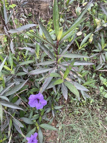 Mexican Ruellia